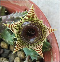 Huernia zebrina subsp zebrina a